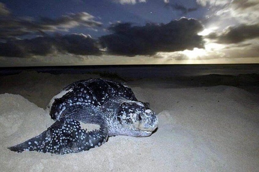 Matura Leatherback Eco-Experience 2