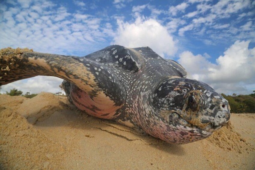 Matura Leatherback Eco-Experience 1