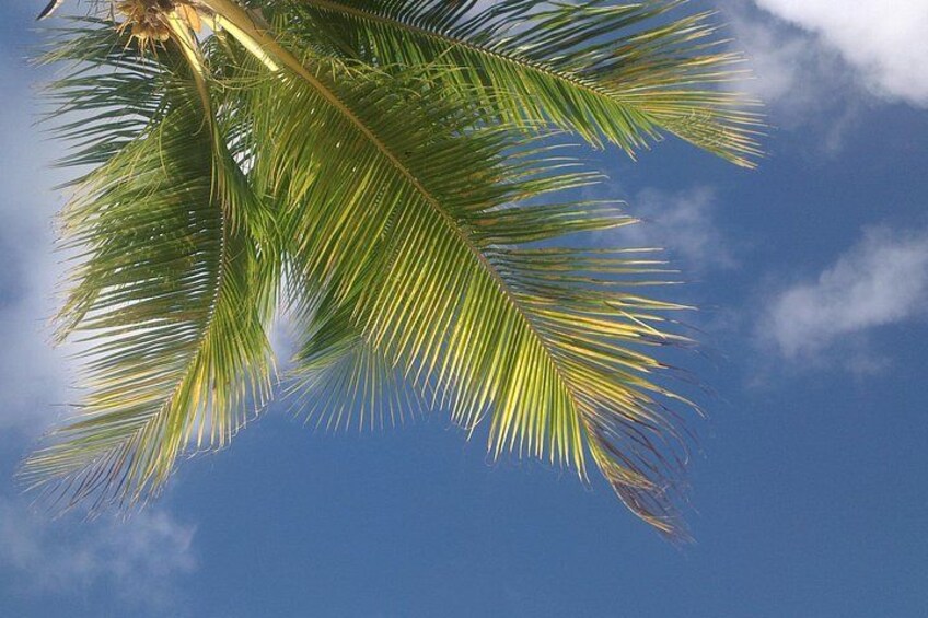 Beach Palmtree 4