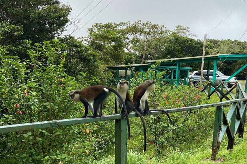 Half Day Grenada Seven Sisters, Grand Etang Nature Center Hiking Tour 2