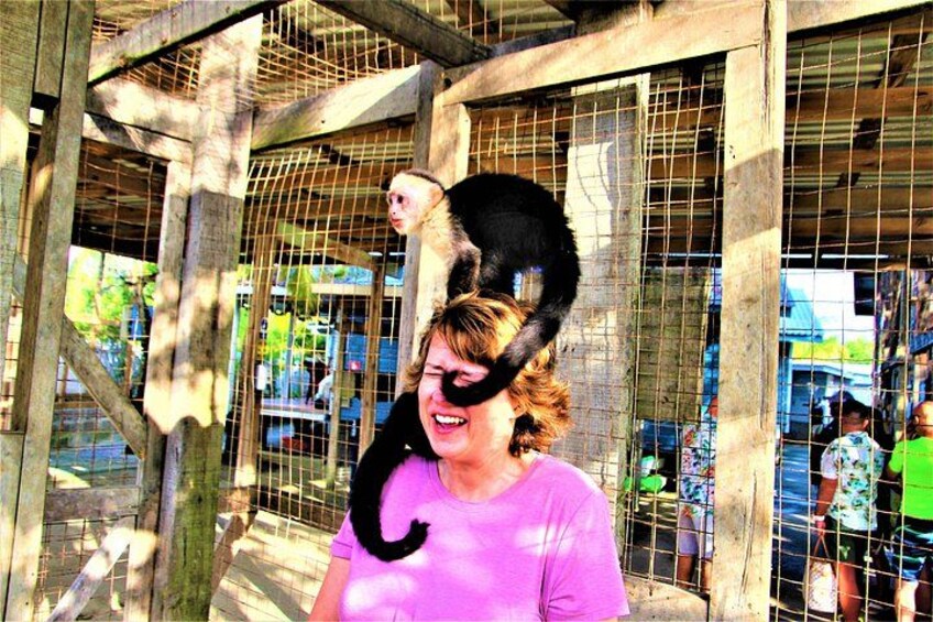 monkeys' and sloth hangout 3