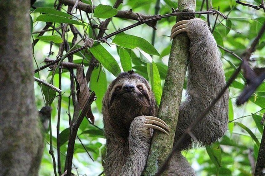 sloth 2