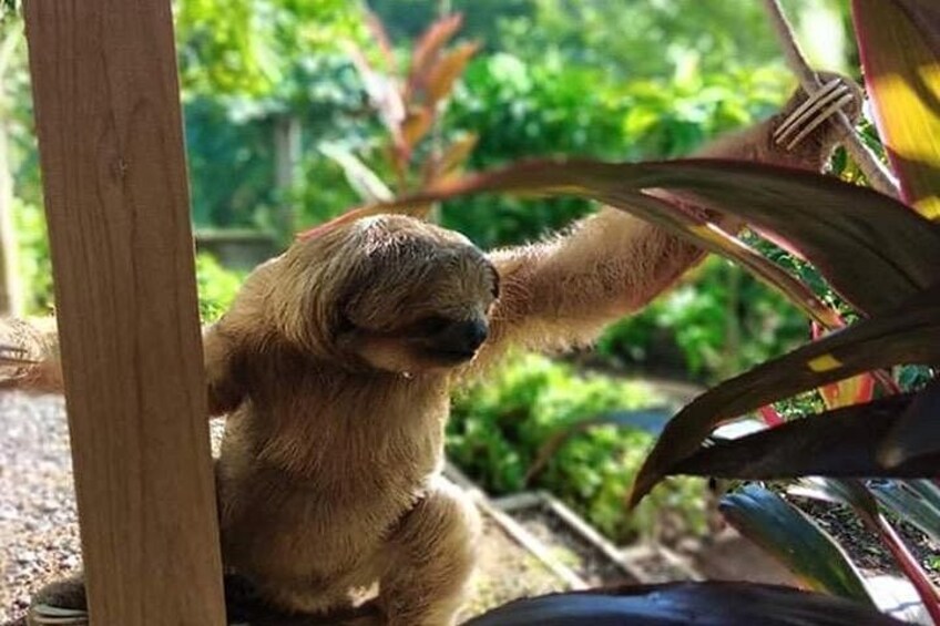 A sloth hanging from a wooden structure amidst greenery. 1