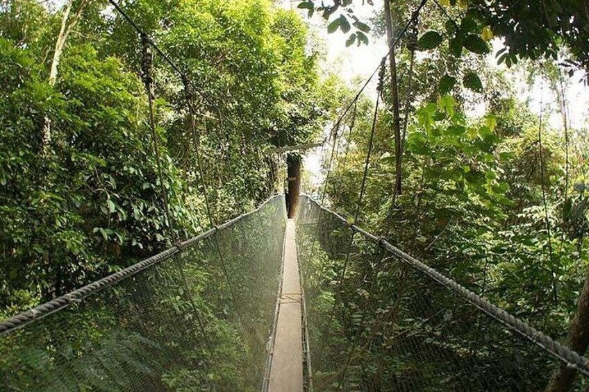 Kinabalu Park and Poring Hot Spring 2