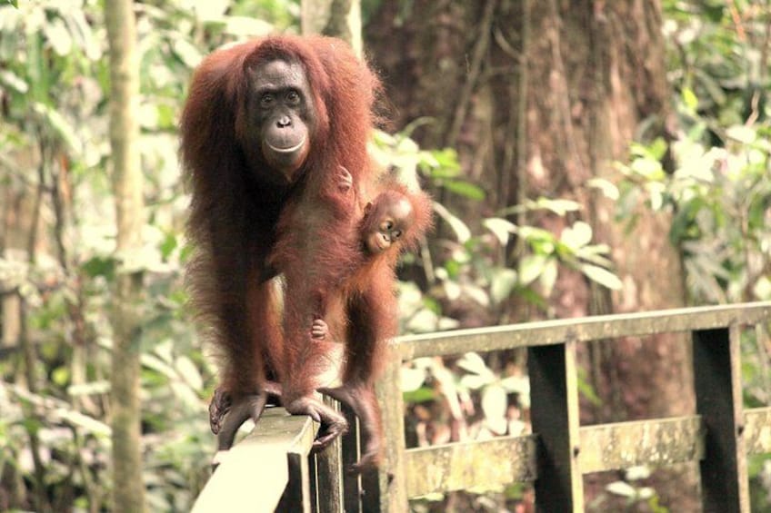 An orangutan sitting on a wooden railing with dense green foliage in the background. 2