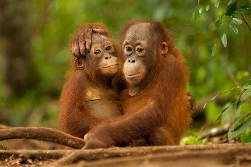 Two orangutans in a forested area. 1