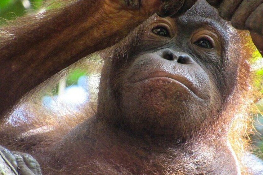 A close-up of an orangutan's fur and hands. 3