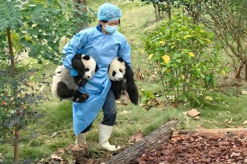 Eine Person in Schutzkleidung hält zwei Pandas. 1