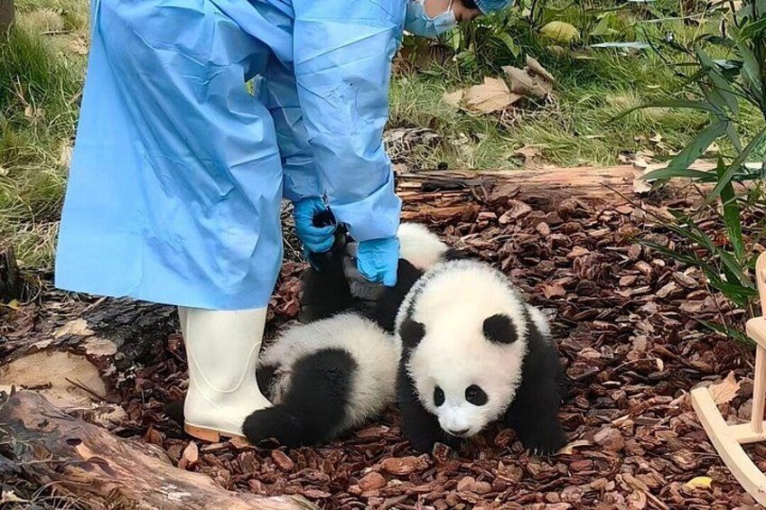 Eine Person in blauer Schutzkleidung hält einen Panda-Welpen. 4