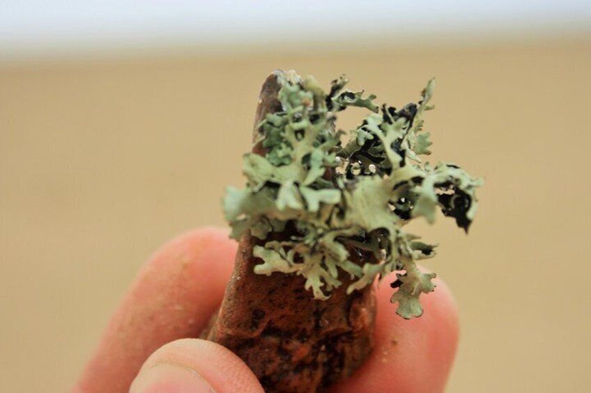 Foliose Lichen specimen. 3
