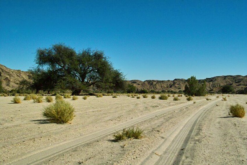 A desert landscape with sparse vegetation, a dirt road, and distant hills. 3