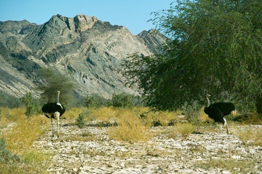 Two ostriches on a rocky path with a mountainous background. 2