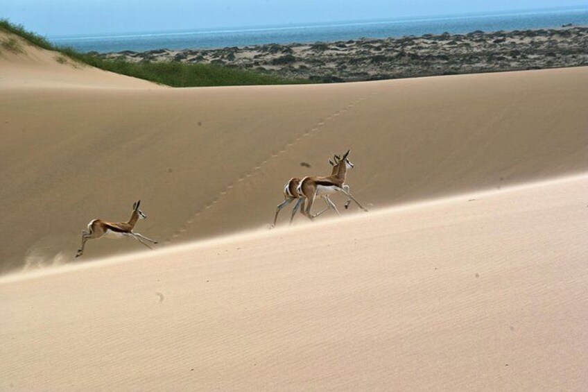 Twee antilopen rennen over een zandduin, met een strand en oceaan op de achtergrond. 3