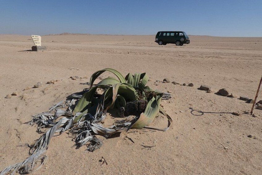 A desert landscape with a toppled palm tree, a sign, and a vehicle in the distance. 4