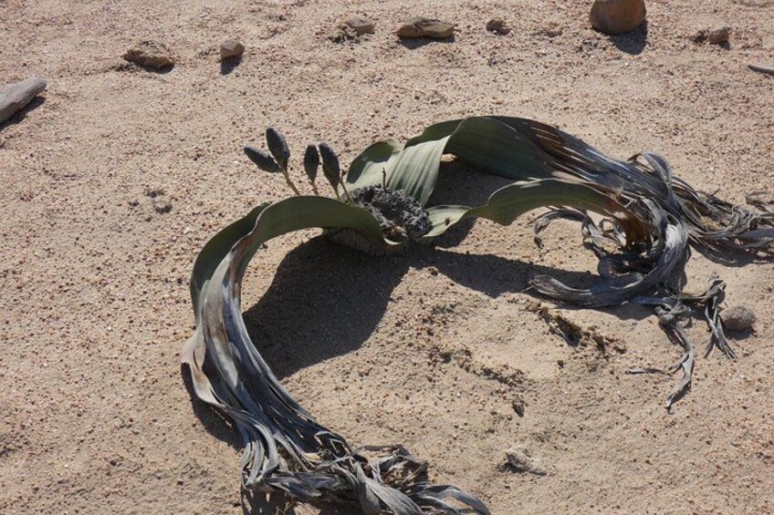 A dried plant with leaves and seeds on sandy ground. 3