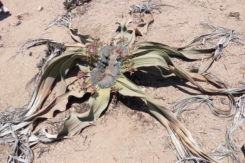 A dried plant with broad leaves and a central cluster of flowers in a desert environment. 1