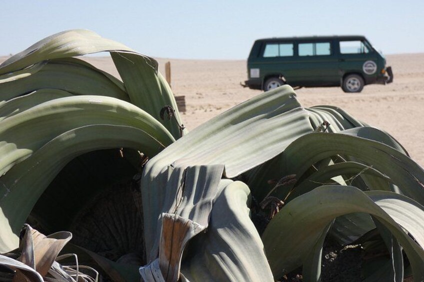 A desert landscape with a green vehicle and large green leaves in the foreground. 5