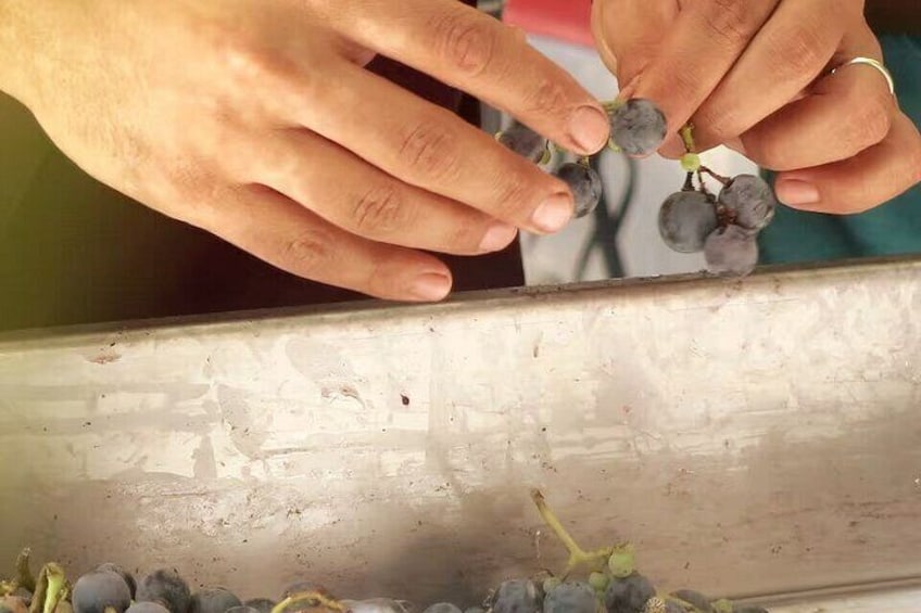 Hands picking grapes from a metal surface. 4