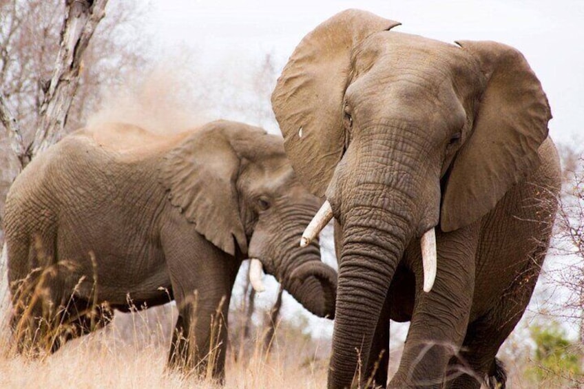 Deux éléphants dans un champ d’herbe, avec des arbres en arrière-plan. 1