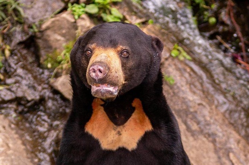 A bear with a black and brown coat standing on rocky terrain. 5