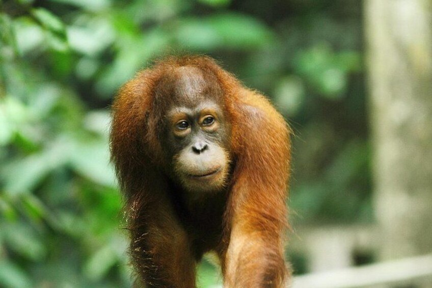 An orangutan with reddish-brown fur in a natural setting. 2
