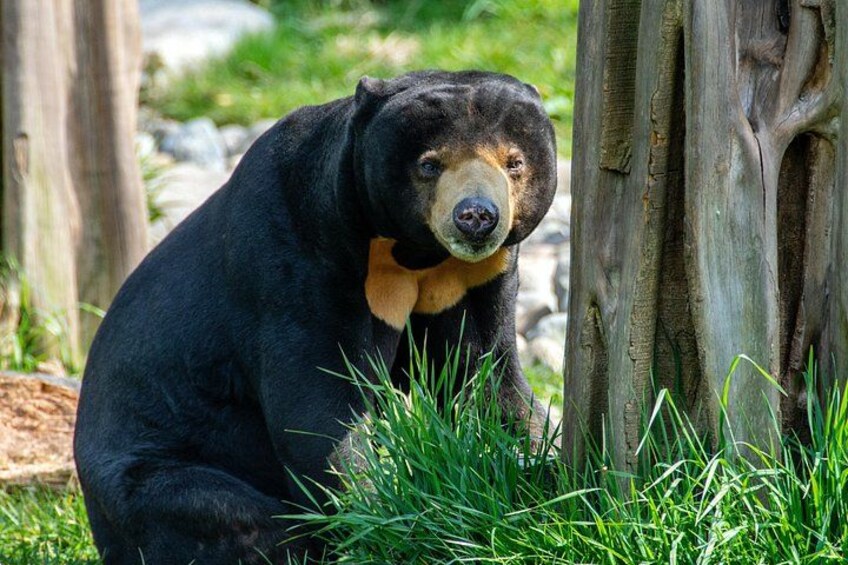 A black bear sitting in front of a tree. 1