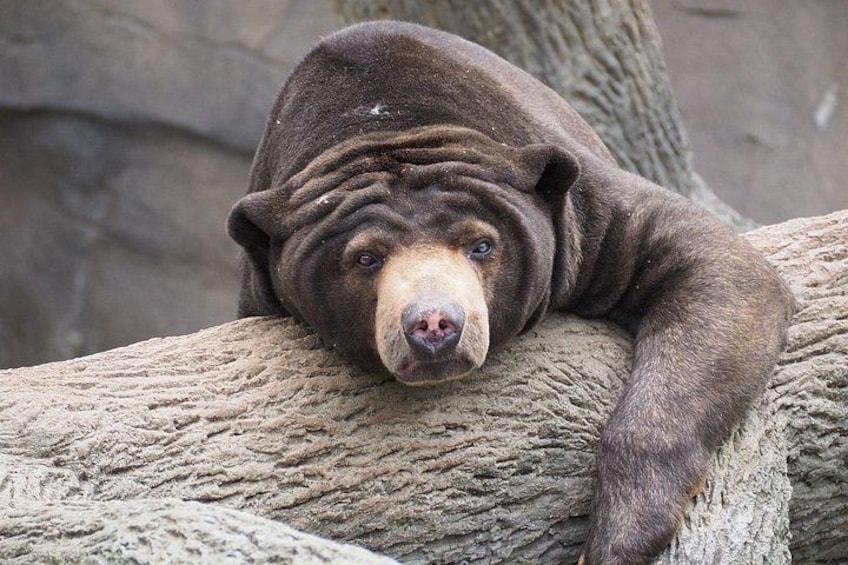 A bear resting on a tree branch. 4