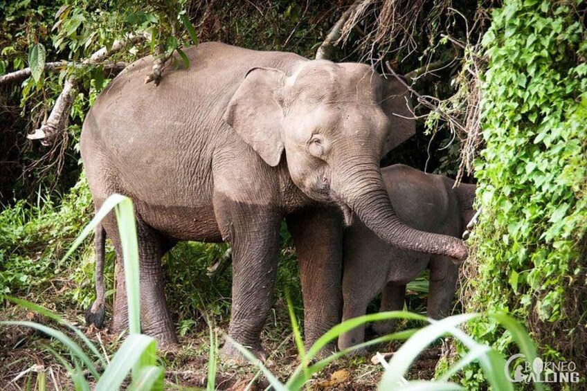 Borneo Kinabatangan River Cruise Day Trip 3