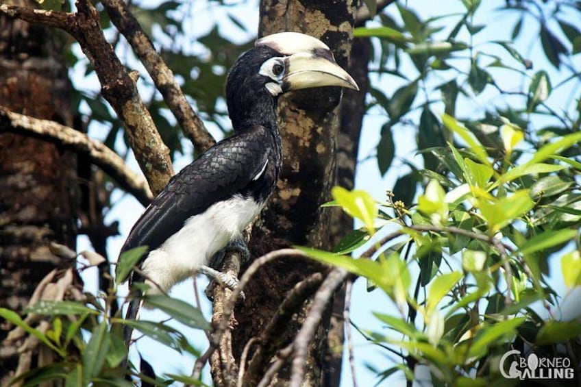 Borneo Kinabatangan River Cruise Day Trip 2