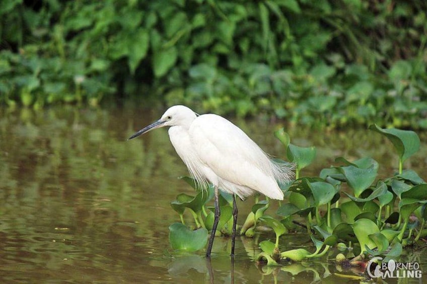 Borneo Kinabatangan River Cruise Day Trip 5