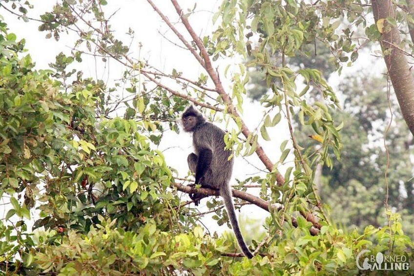Borneo Kinabatangan River Cruise Day Trip 4