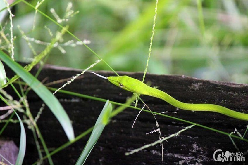 A green snake on a log surrounded by grass. 1