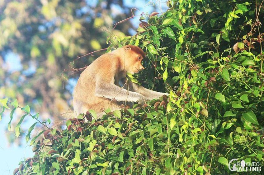 Borneo Kinabatangan River Cruise Day Trip 2
