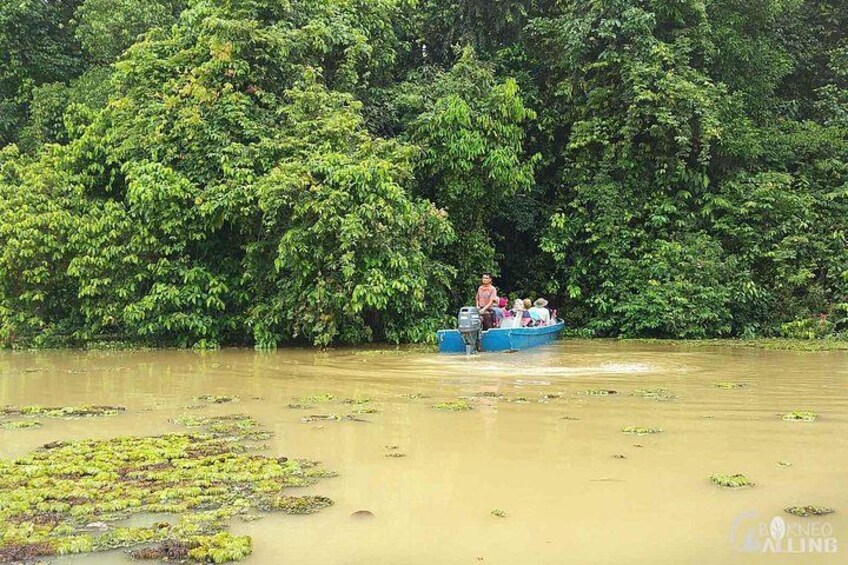 Borneo Kinabatangan River Cruise Day Trip 3
