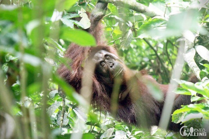 Borneo Kinabatangan River Cruise Day Trip 3