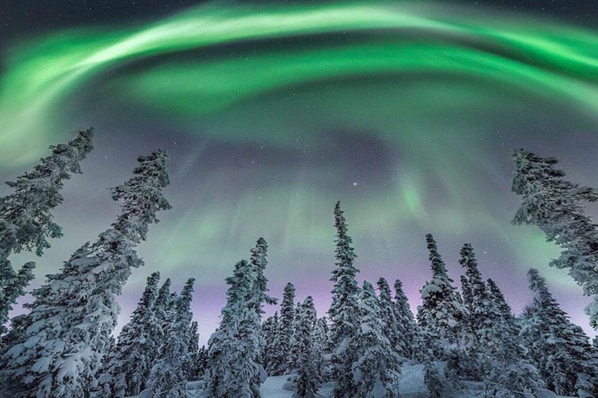 A night scene with the Northern Lights over a forest of snow-covered trees. 1
