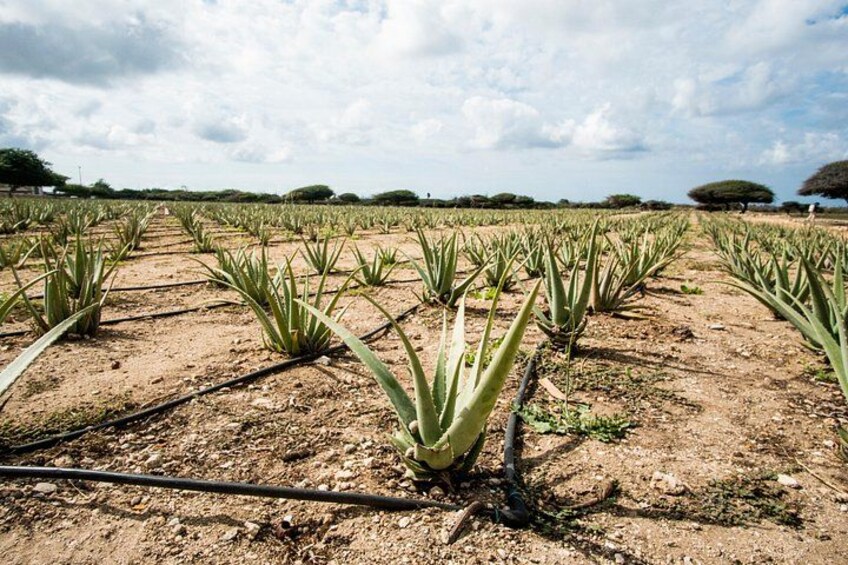 Ett fält med aloe vera-plantor och bevattningsrör. 3