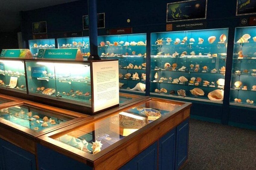 En museumsudstilling med glasmontre, der indeholder forskellige skaller og marine fossiler. 3
