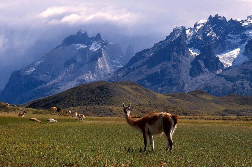 Ein Lama weidet auf einer Wiese, im Hintergrund sind Berge zu sehen. 2