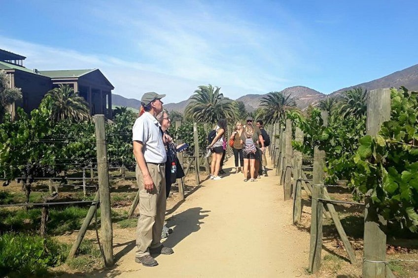 Valparaíso Viña & Casablanca Wine Tasting from Santiago (Max 7) 4