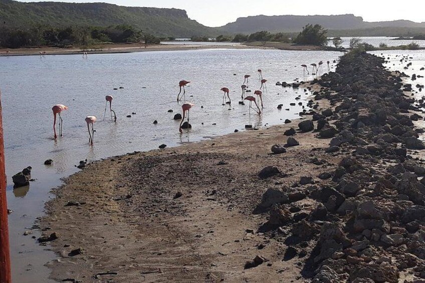 Flamingos 2