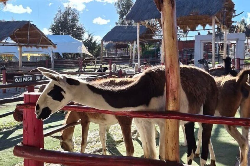 Cusco 4-Hour Private Tour Including Sacsayhuaman and Qenqo 5