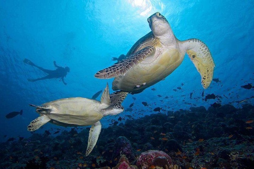 Night Snorkeling Experience in Dhiffushi Island 5