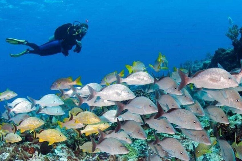 Night Snorkeling Experience in Dhiffushi Island 2