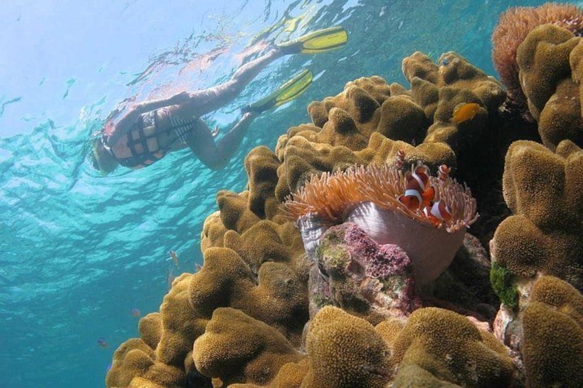 Night Snorkeling Experience in Dhiffushi Island 3