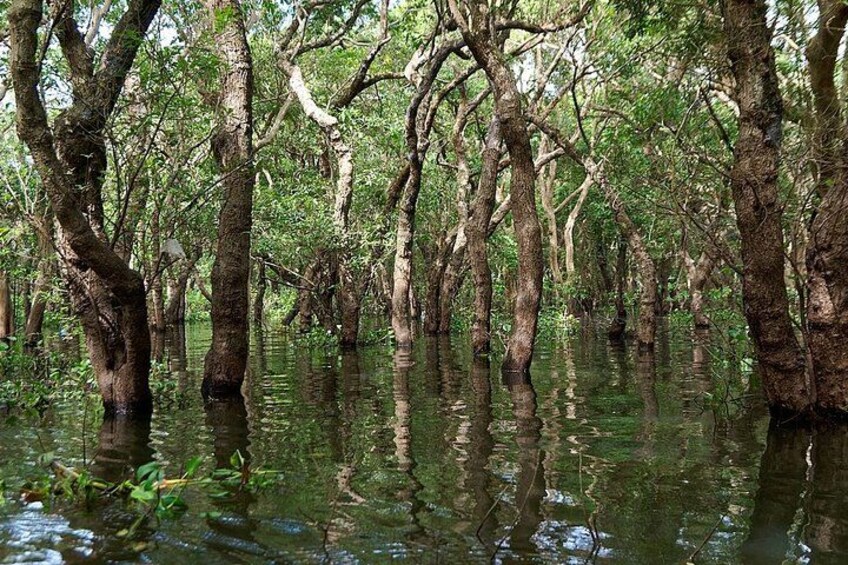 Floating forest 3