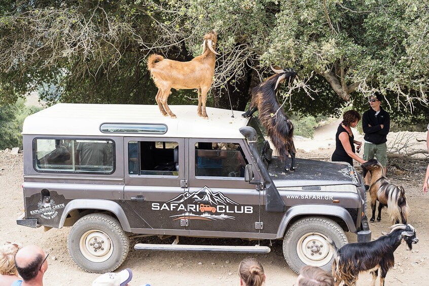 Un vehículo tipo safari con cabras en el techo y una dirección web. 1