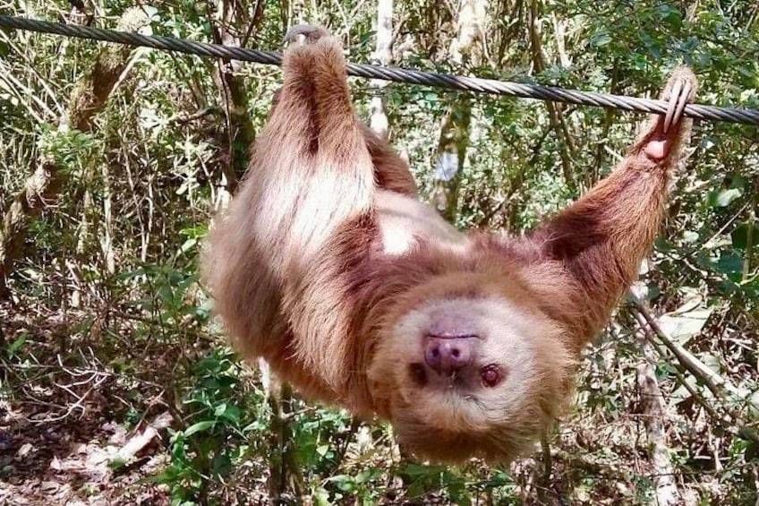 A sloth hanging from a tree branch. 4