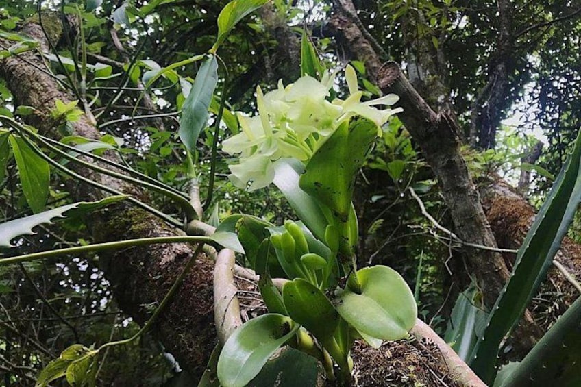 A plant with white flowers and green leaves in a forested area. 2