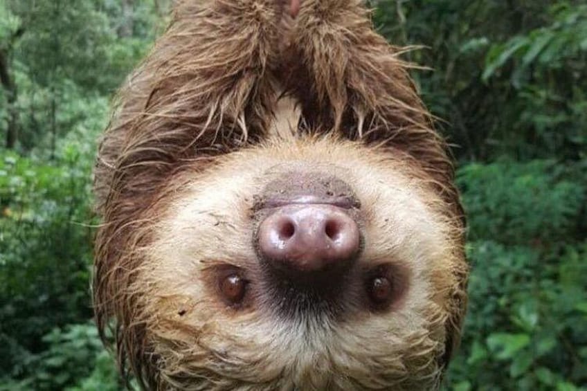 A sloth hanging from a tree branch in a dense forest. 5